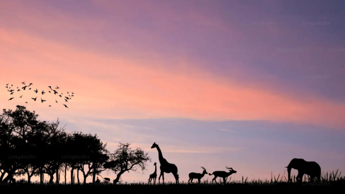 African Safari in Tanzania