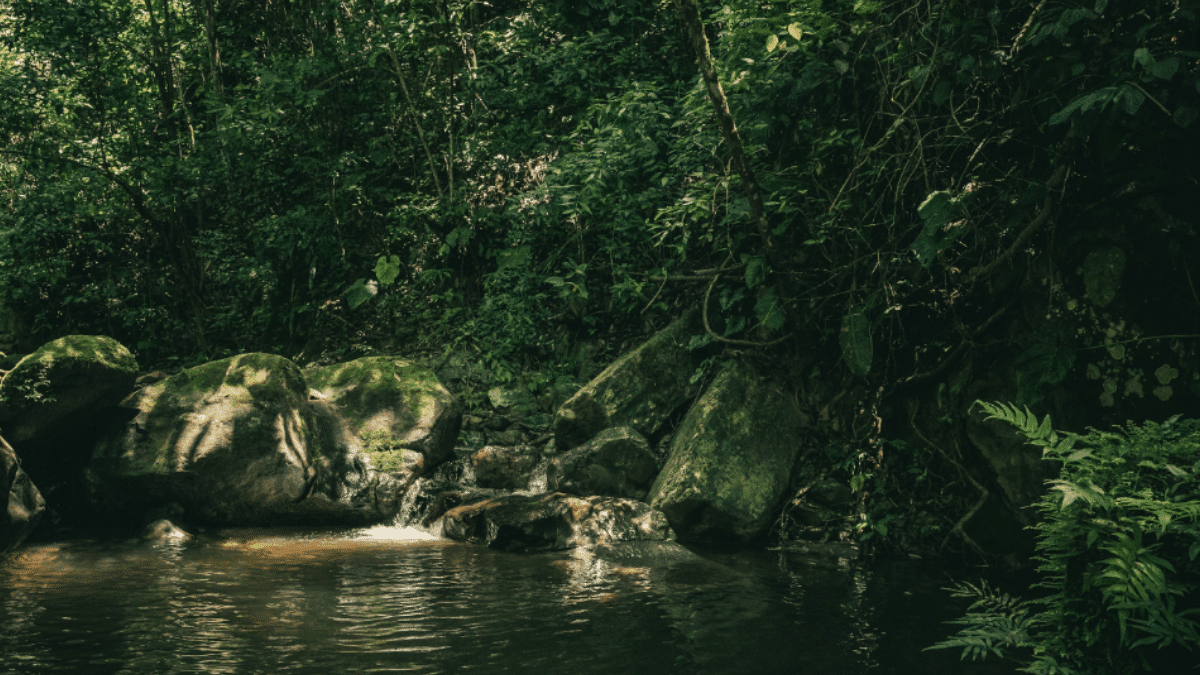 Amazon Rainforest
