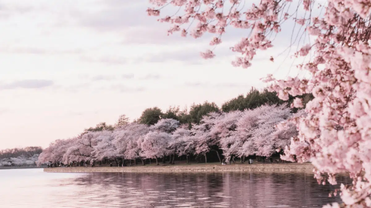 Cherry Blossoms in Japan