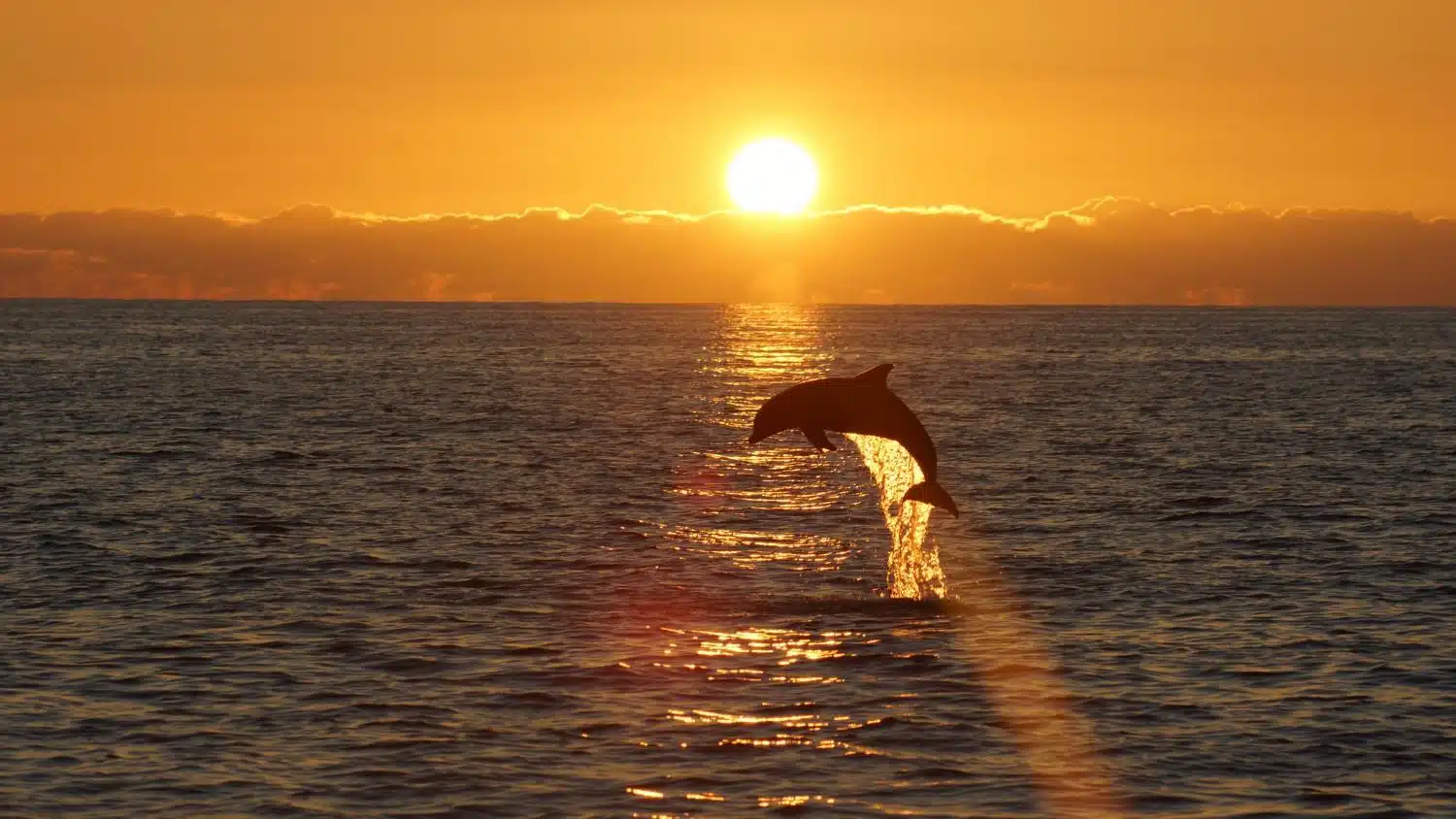 Go Dolphin Watching on a Boat Tour
