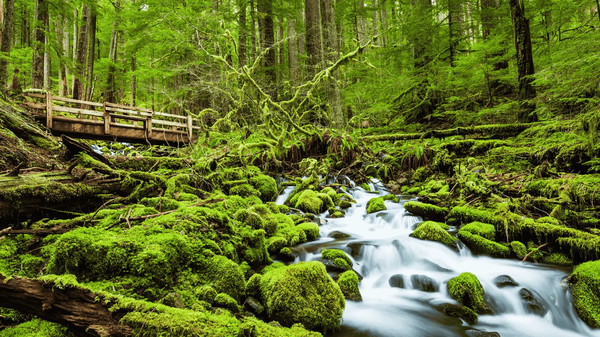 Olympic National Park (Washington)
