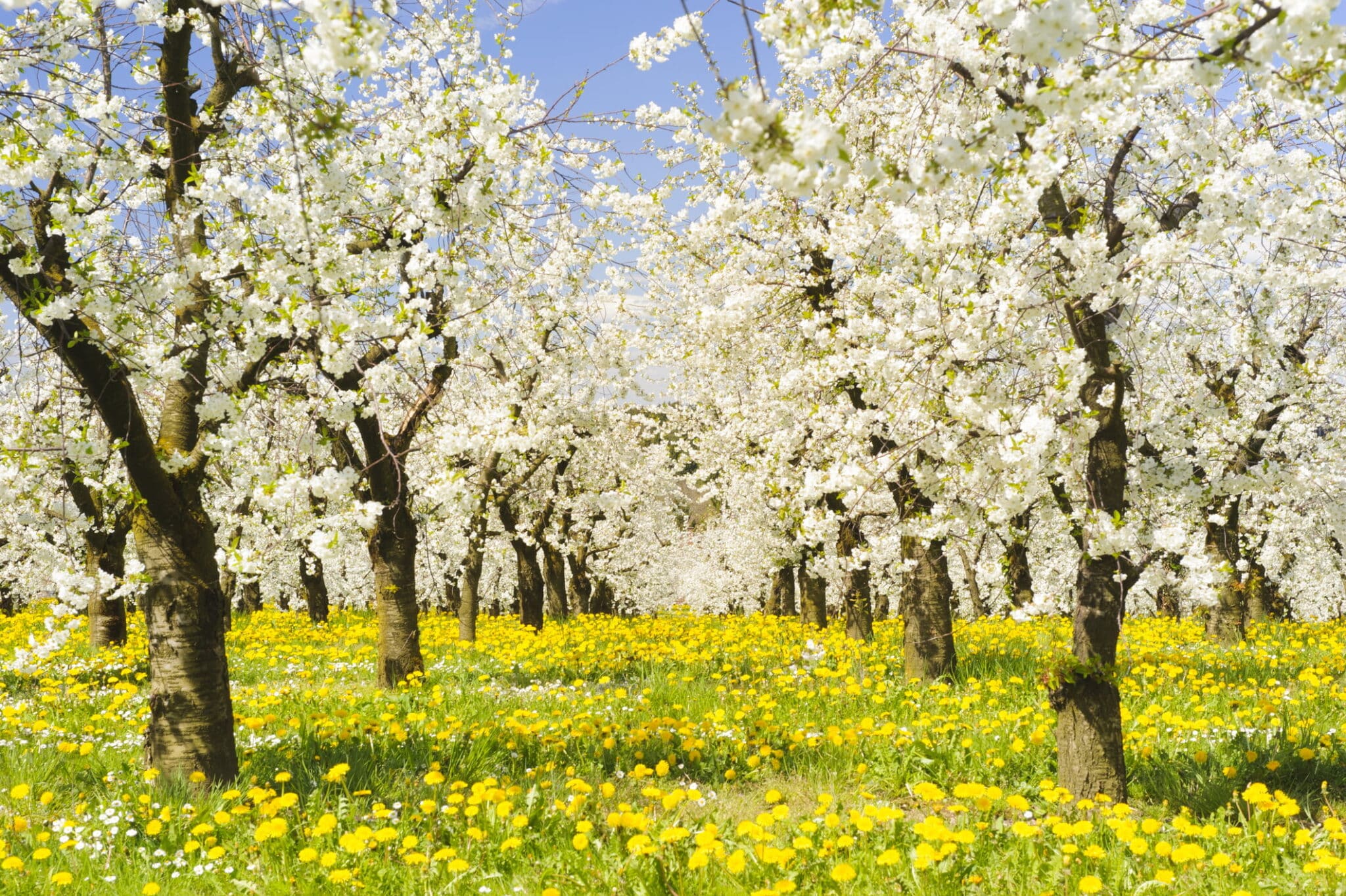 door-county-in-the-spring.png