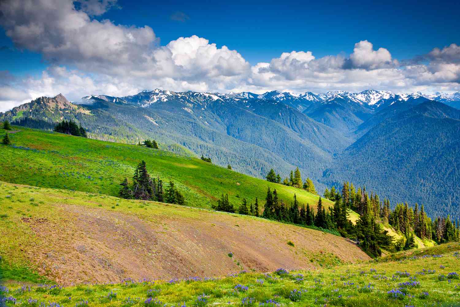 olympic-national-park.png