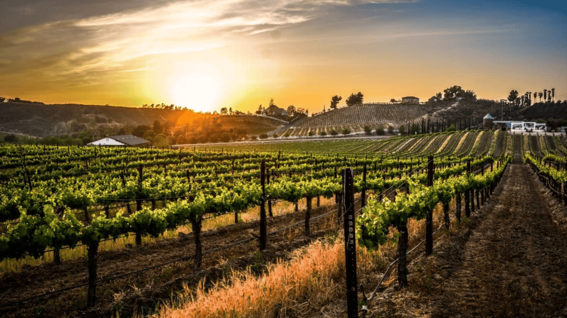 Temecula Wine Country