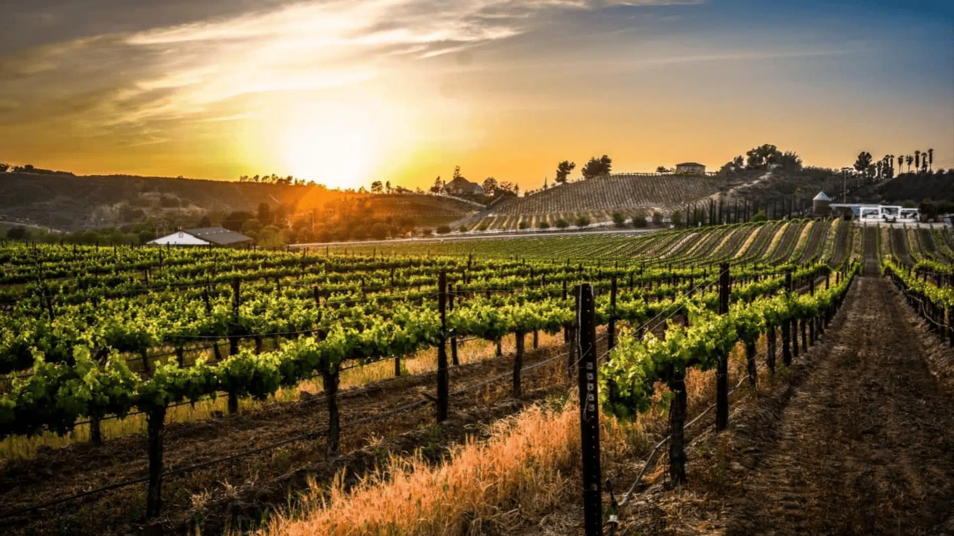 Temecula Wine Country
