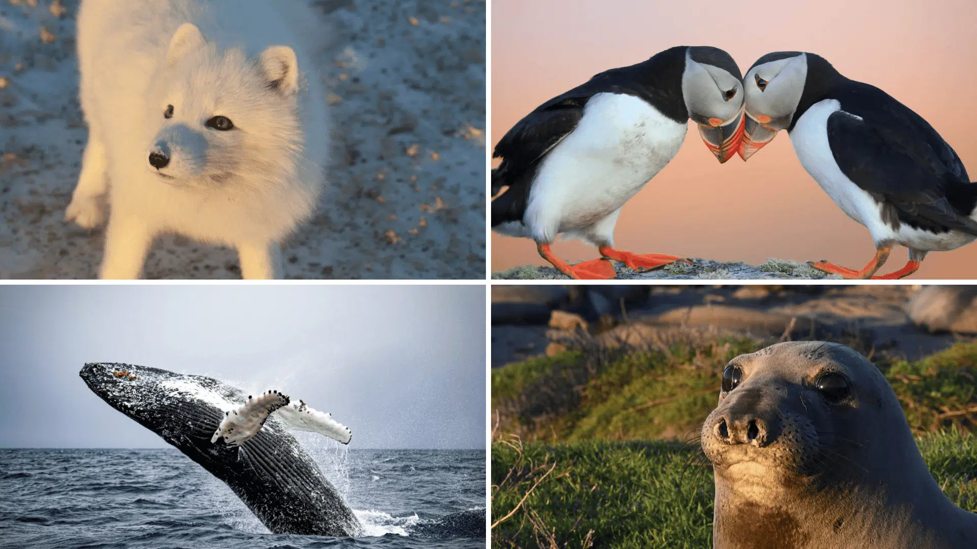 Wildlife & Ecosystems in Iceland