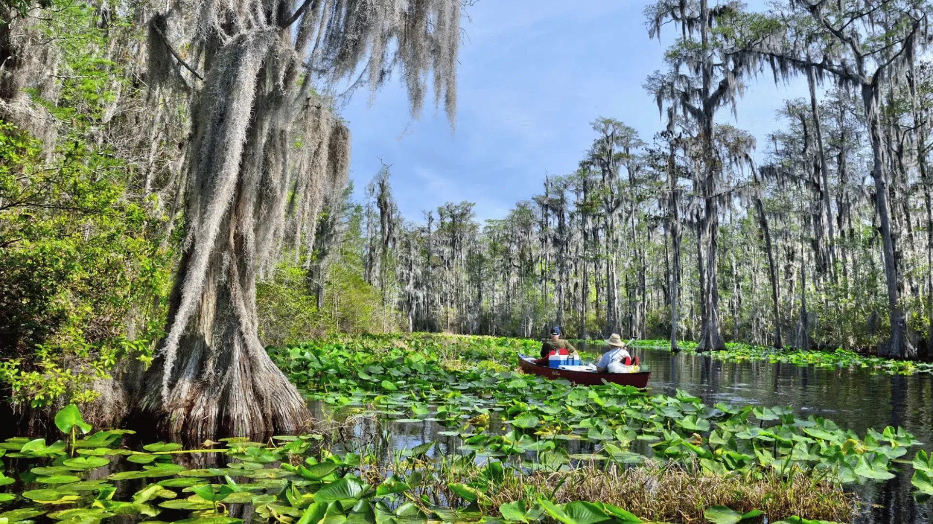 okefenokee swamp