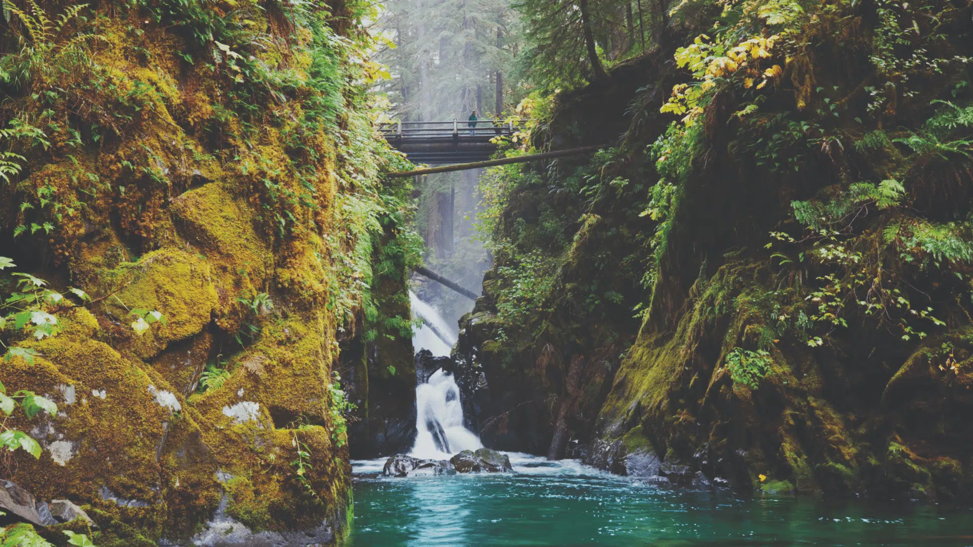 olympic national park washington