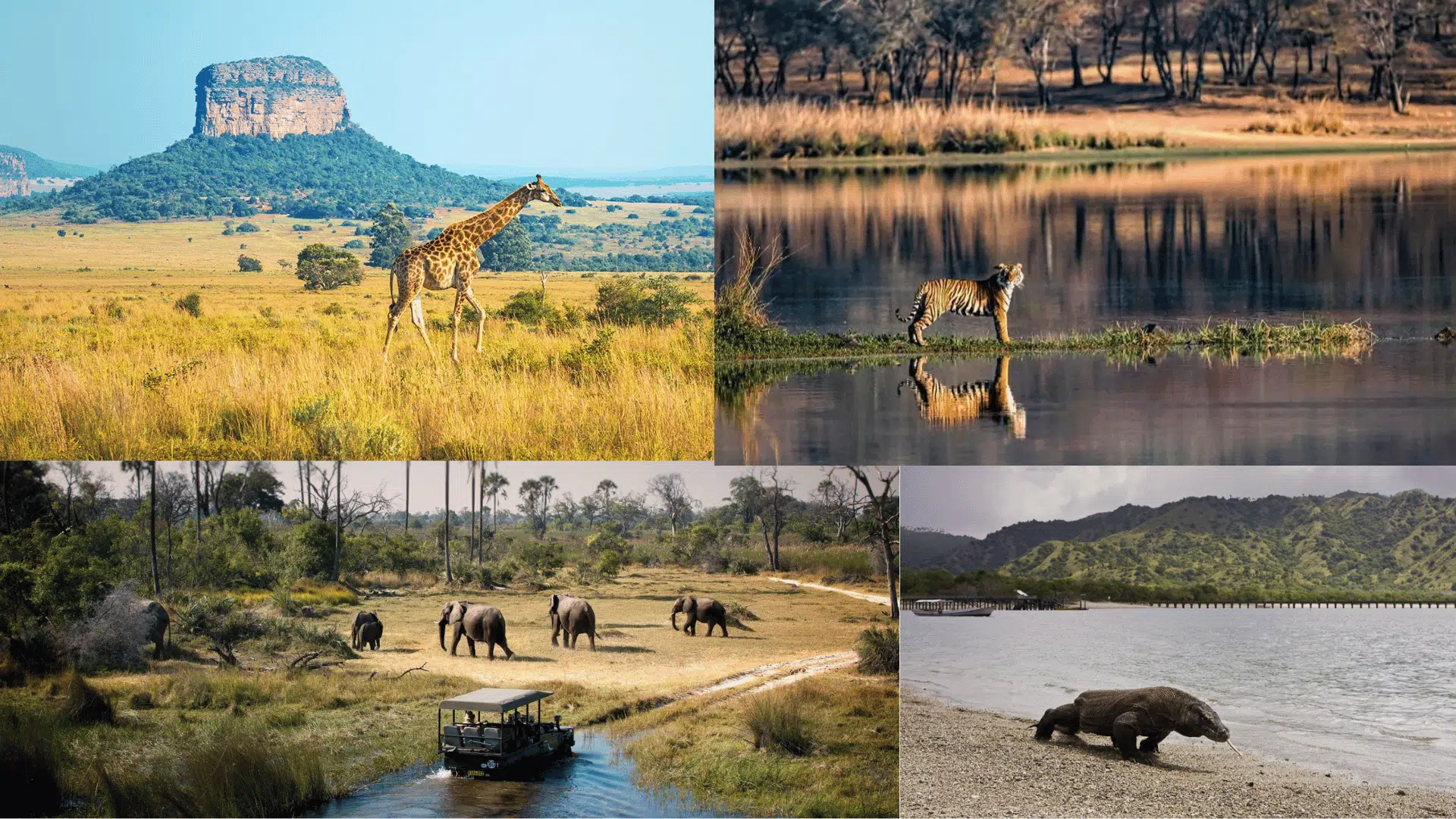wildlife and safari